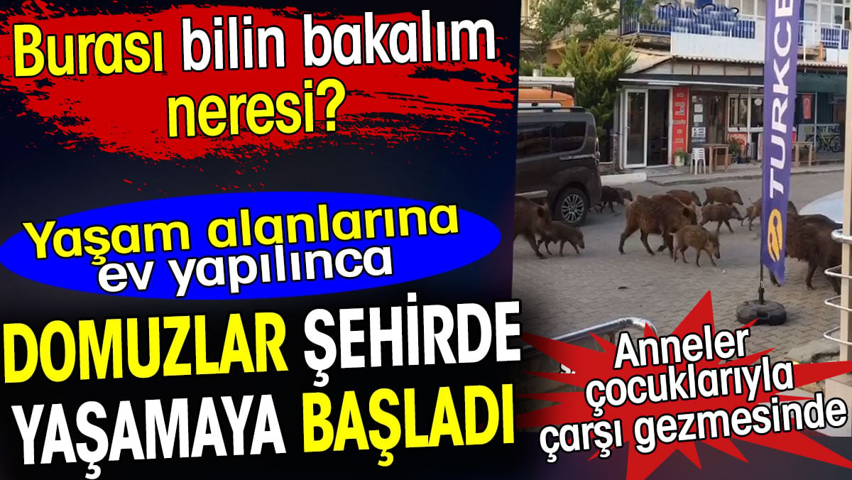 Burası bilin bakalım neresi? Domuzlar şehirde yaşamaya başladı