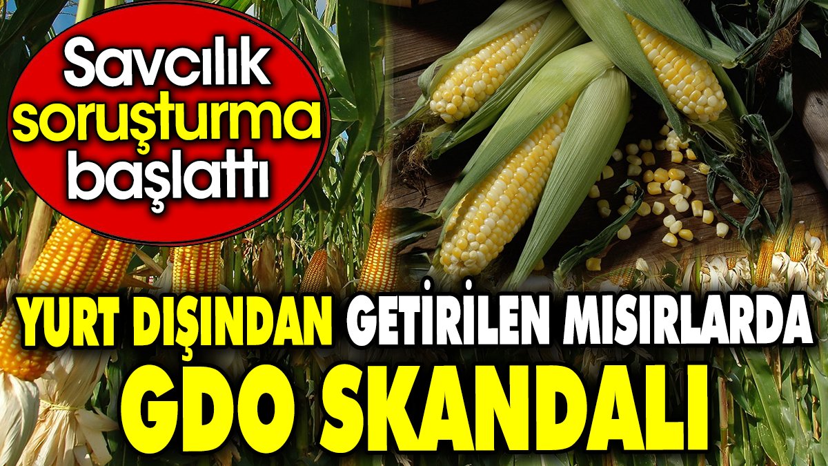 Yurt dışından getirilen mısırlarda GDO skandalı. Savcılık soruşturma başlattı