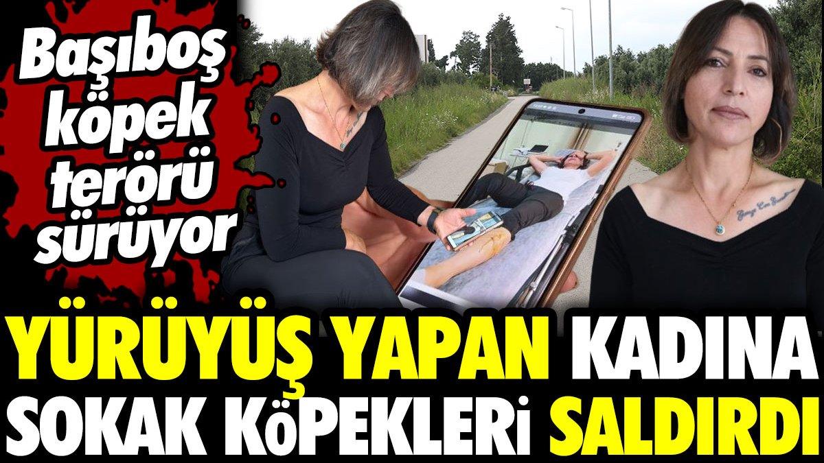 Başıboş köpek terörü sürüyor! Yürüyüş yapan kadına sokak köpekleri saldırdı