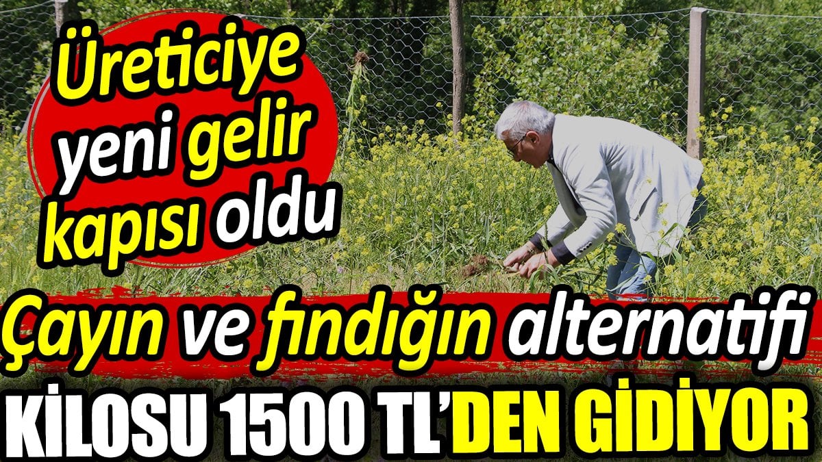 Yeni gelir kapısı oldu kilosu 1500 TL! Çayın ve fındığın alternatifi...