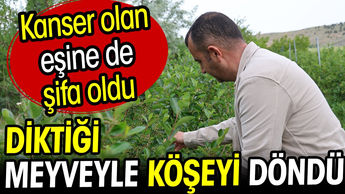 Çiftçi diktiği meyveyle köşeyi döndü! Kanser olan eşine de şifa oldu