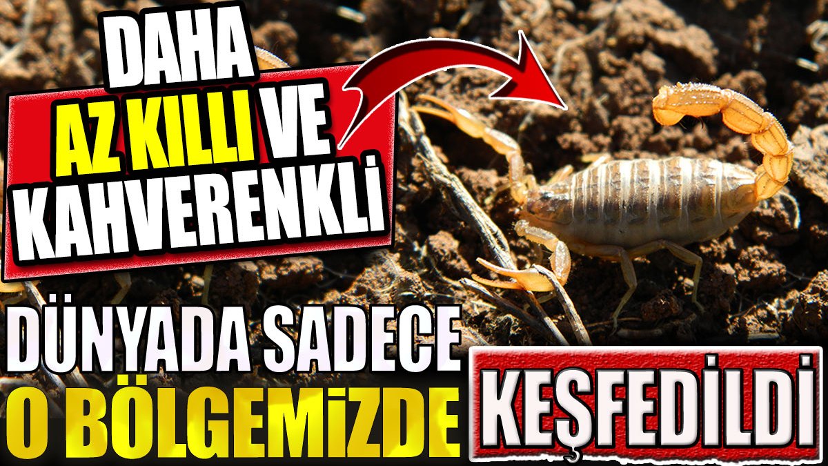 Dünyada o bölgemizde keşfedildi! Daha az kıllı ve kahverenkli