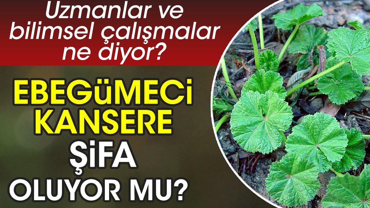 Ebegümeci kansere şifa oluyor mu? Uzmanlar ve bilimsel çalışmalar ne diyor?