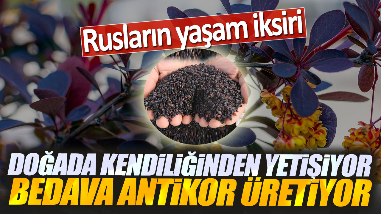 Doğada kendiliğinden yetişiyor bedava antikor üretiyor. Rusların yaşam iksiri