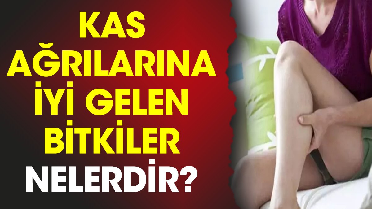 Kas ağrılarına iyi gelen bitkiler nelerdir?