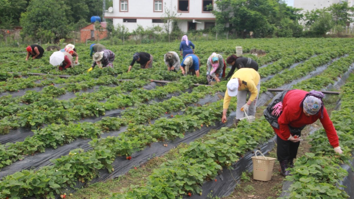 Ek gelir olarak başlandı: Yıllık bin 400 ton rekolte bekleniyor