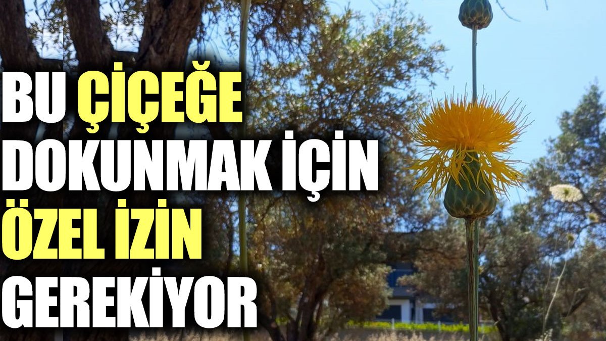 Bu çiçeğe dokunmak için özel izin gerekiyor: Tülüşah