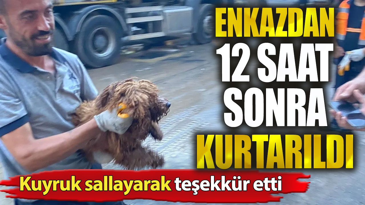 Enkazdan 12 saat sonra kurtarıldı. Kuyruk sallayarak teşekkür etti