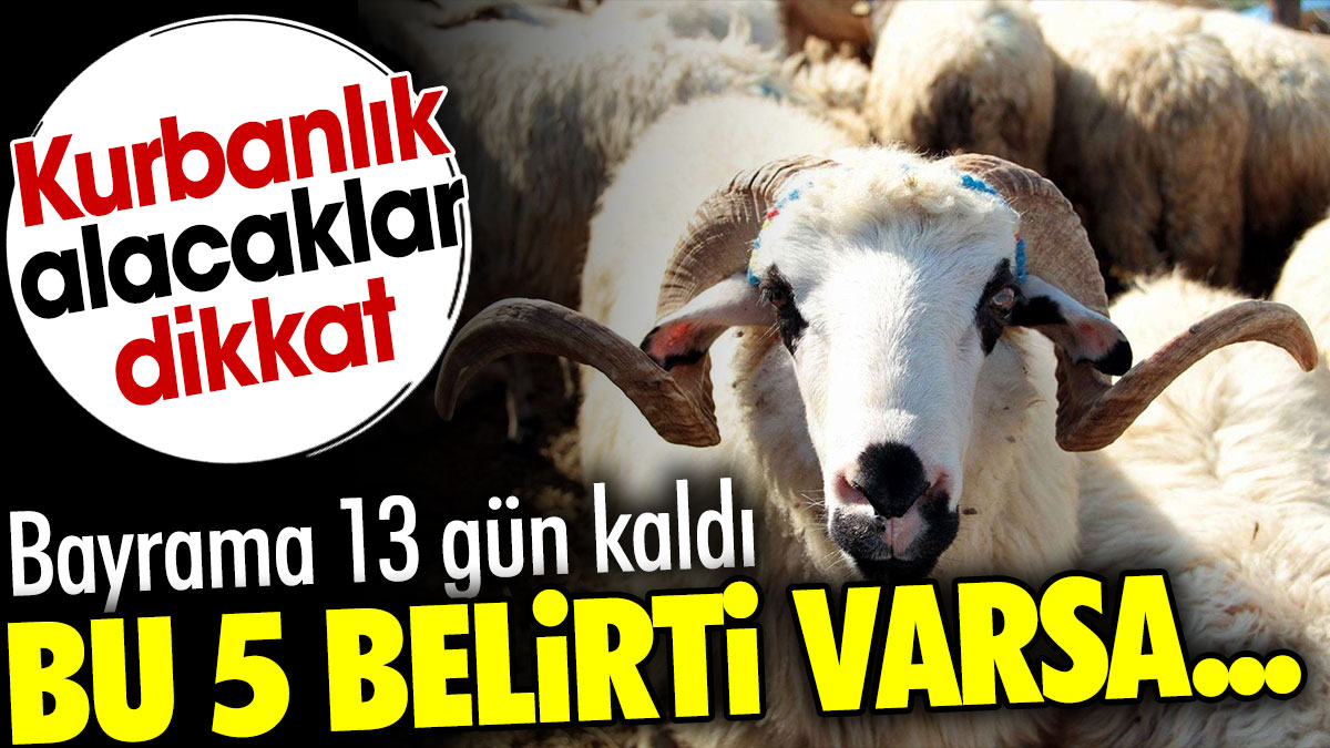 Kurbanlık alacaklar dikkat. Bu 5 belirti varsa...