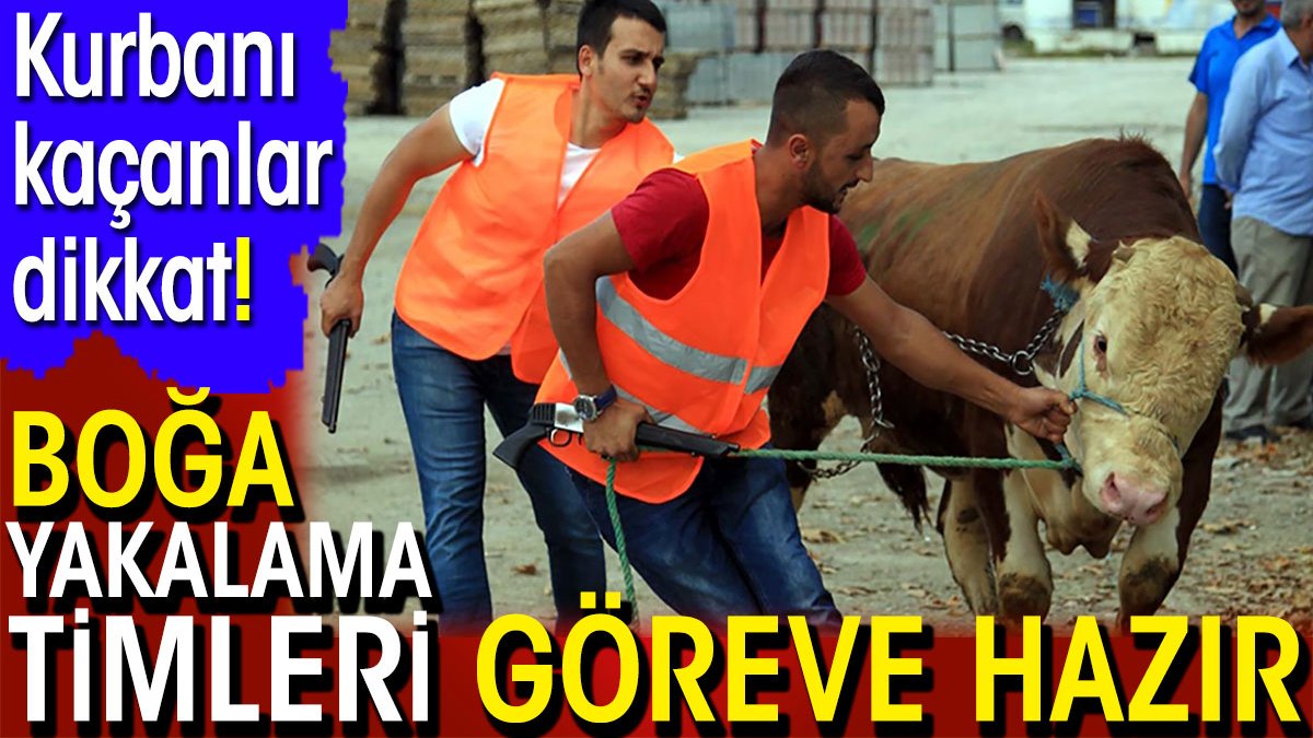 Kurbanı kaçanlar dikkat! Boğa yakalama timleri göreve hazır