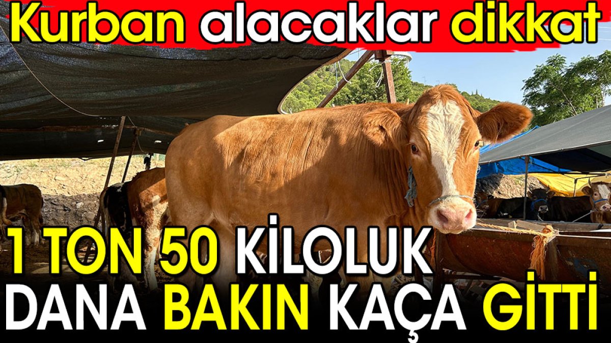 Kurbanlık alacaklar dikkat! 1 ton 50 kiloluk dana bakın kaçtan gitti