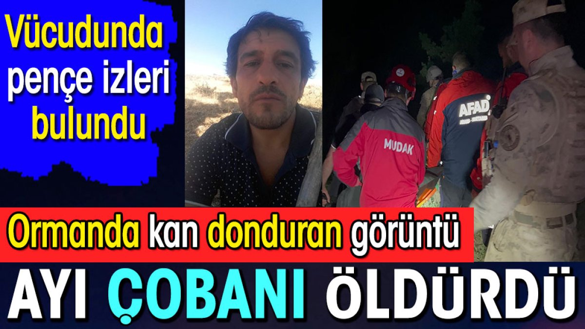 Ayı çobanı öldürdü. Ormanda kan donduran görüntü. Vücudunda pençe izleri bulundu