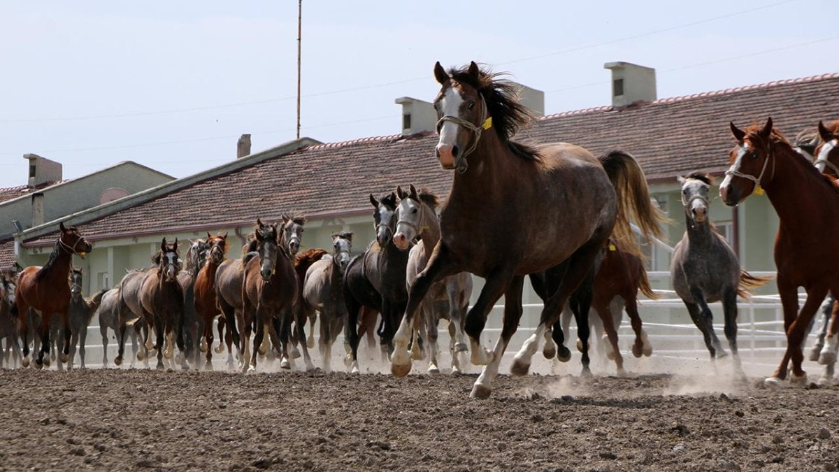 73 safkan Arap koşu tayı satılacak