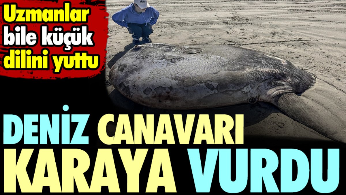 Deniz canavarı karaya vurdu. Uzmanlar bile küçük dilini yuttu