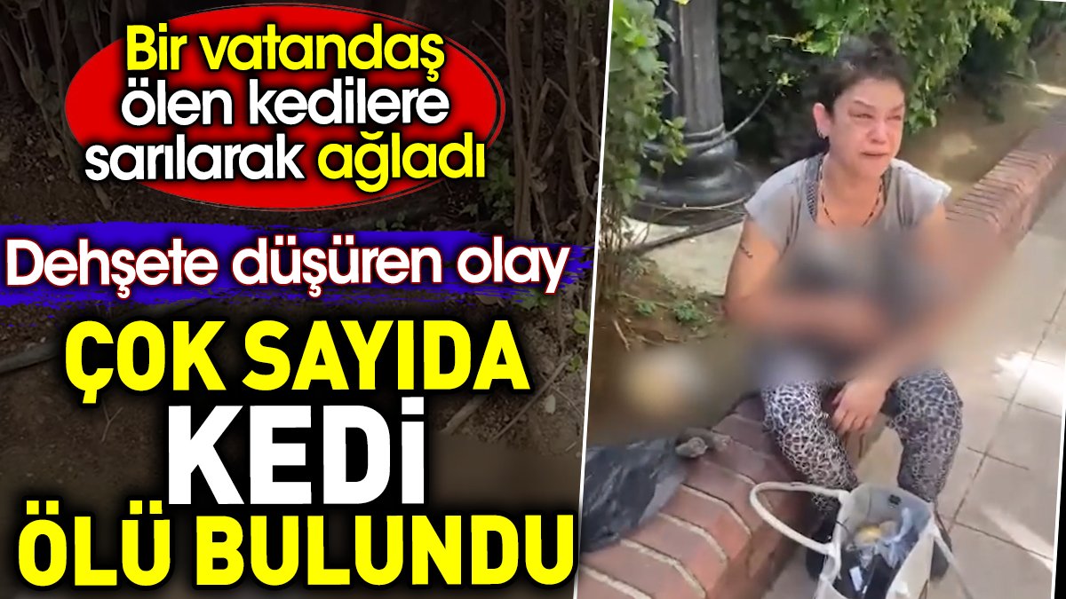 Çok sayıda kedi ölü bulundu.  Bir vatandaş ölen kedilere sarılarak ağladı