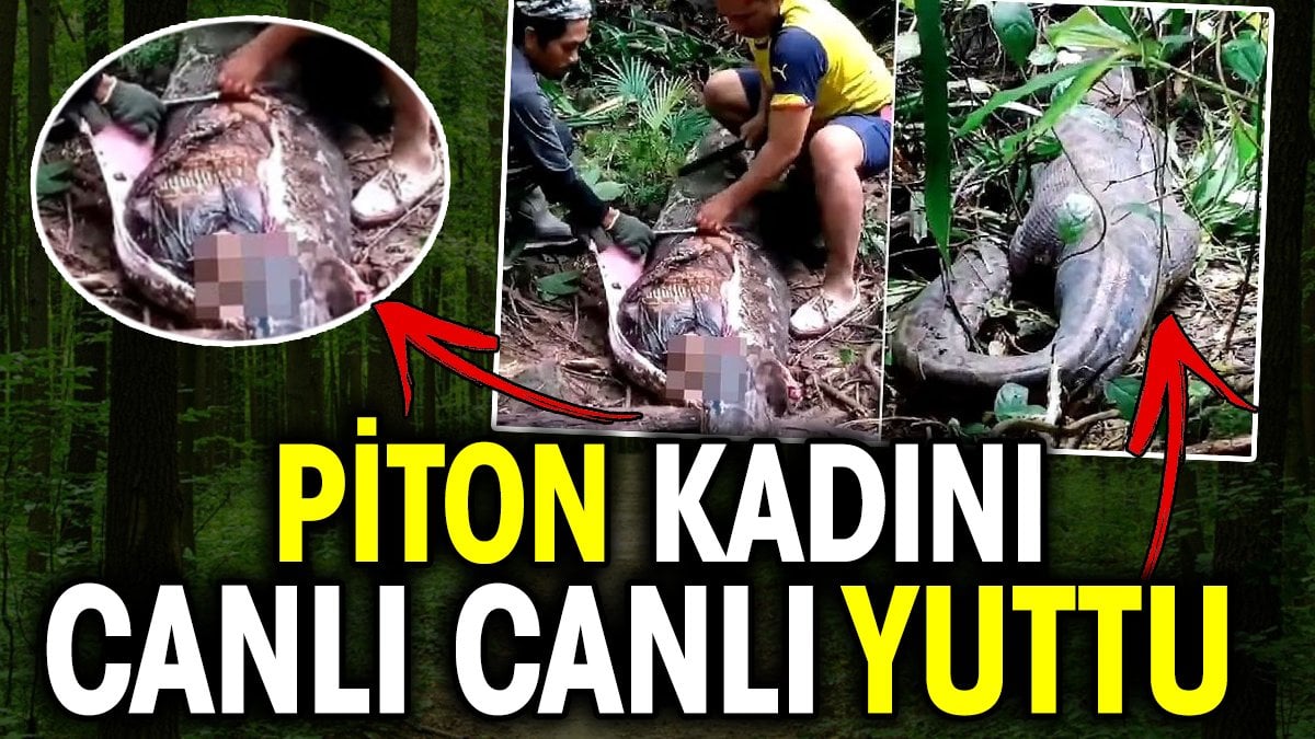 Piton kadını canlı canlı yuttu