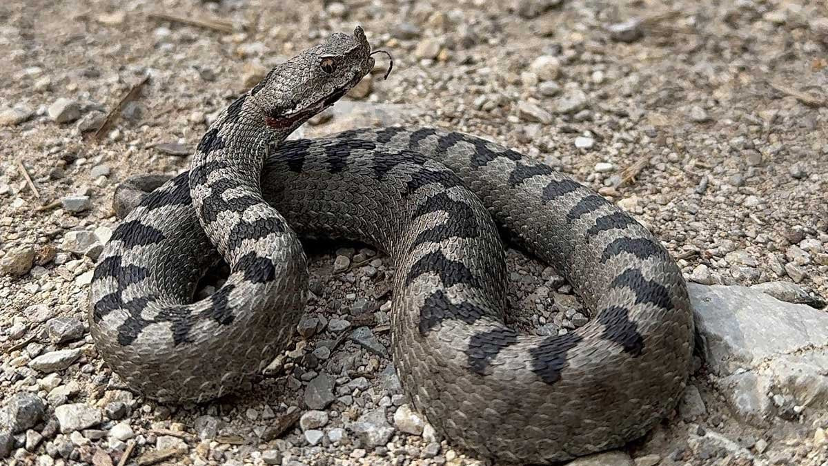 Bolu ormanlarında zehirli boynuzlu engerek görüntülendi