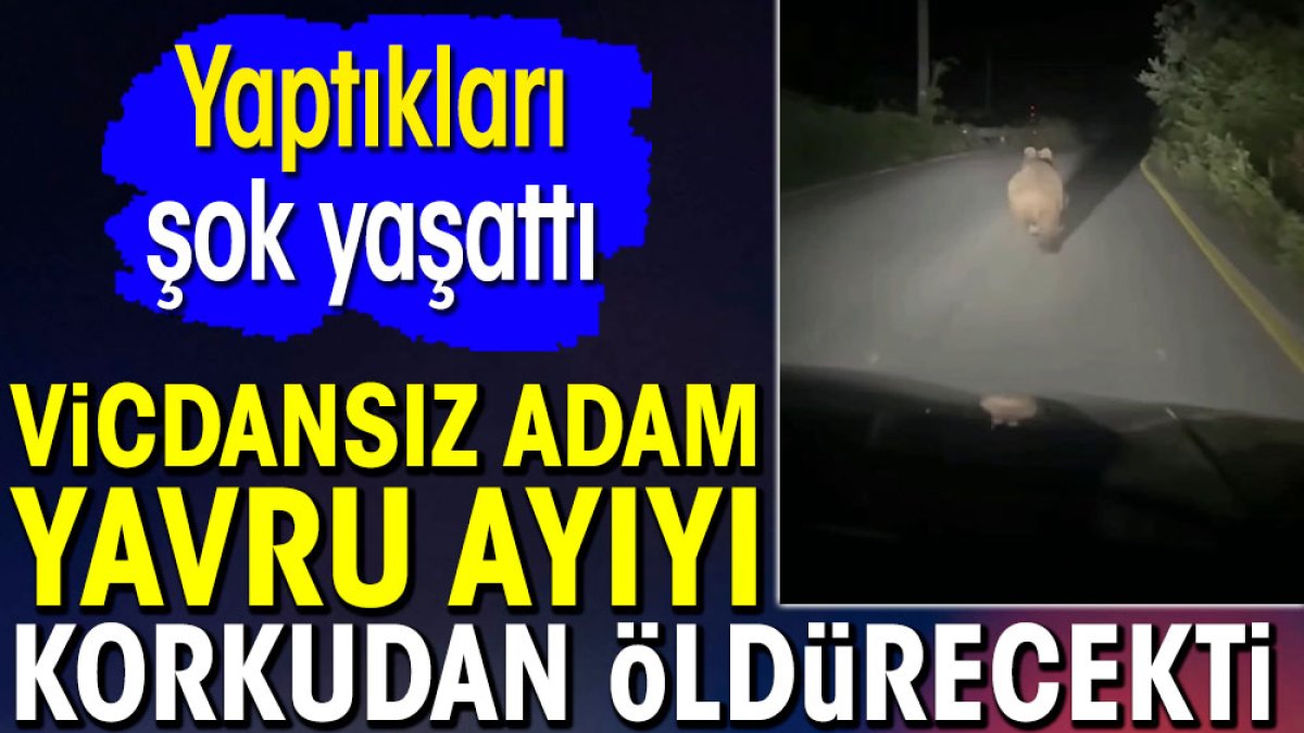 Vicdansız adam yavru ayıyı korkudan öldürecekti. Yaptıklarıyla şok yaşattı