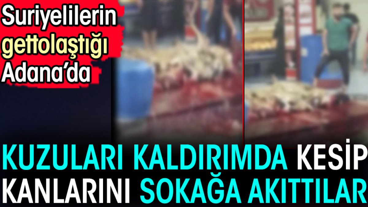 Suriyelilerin gettolaştığı Adana'da kuzuları kaldırımda kesip kanlarını sokağa akıttılar