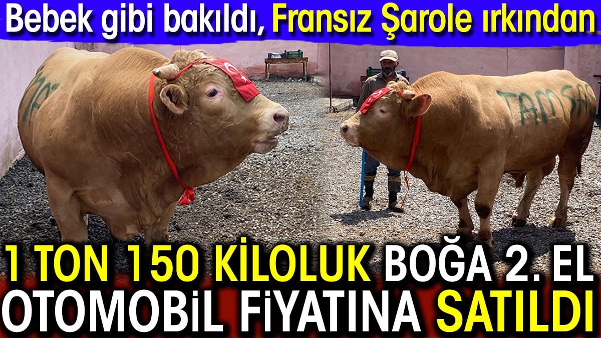 1 ton 150 kiloluk boğa ikinci el otomobil fiyatına satıldı