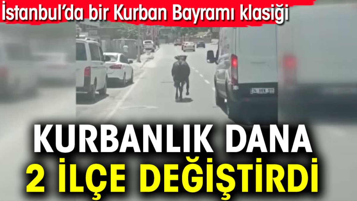 Kurbanlık dana 2 ilçe değiştirdi. İstanbul’da bir Kurban Bayramı klasiği