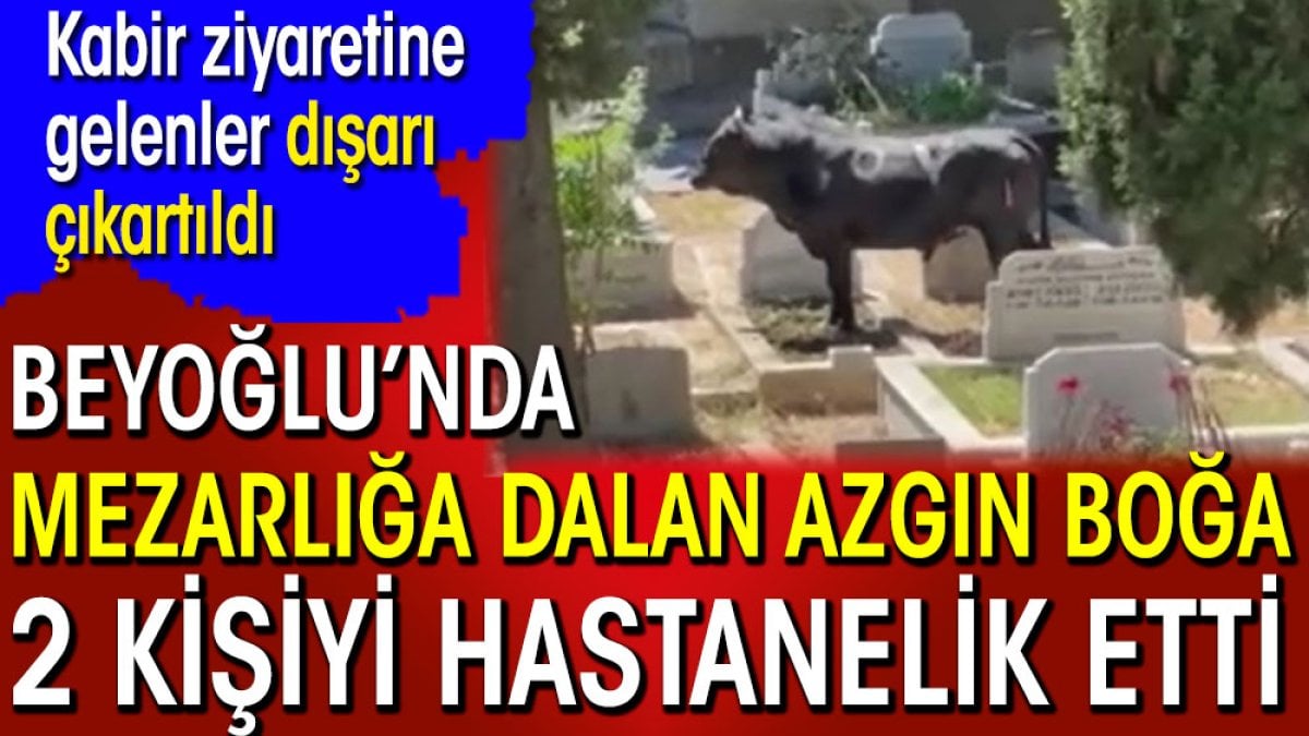 Mezarlığa dalan azgın boğa 2 kişiyi hastanelik etti. Kabir ziyaretine gelenler dışarı çıkartıldı