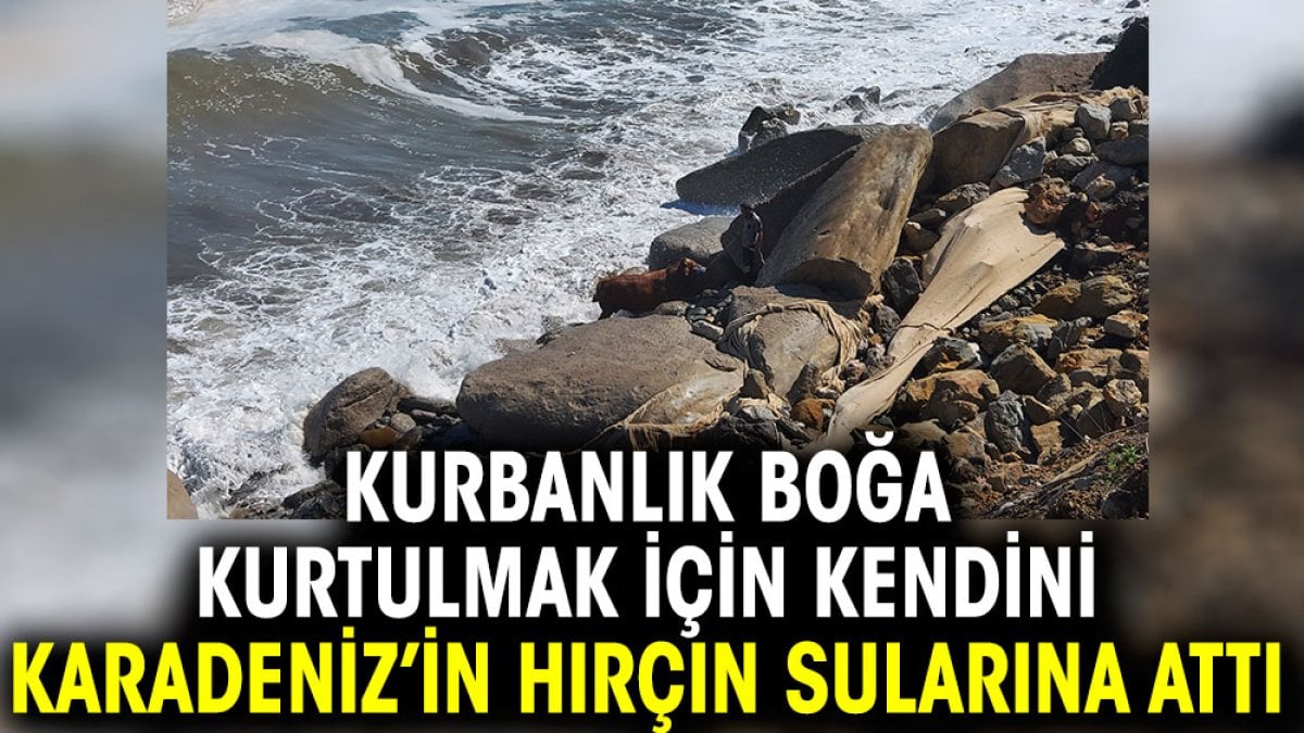 Kurbanlık boğa kurtulmak için kendini Karadeniz’in kırcın sularına attı