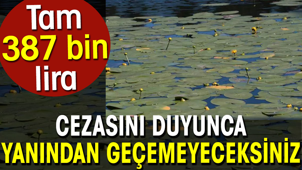 Cezasını duyunca yanından geçemeyeceksiniz. Tam 387 bin lira