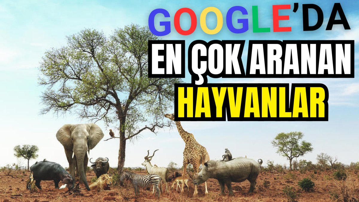 Google'da en çok aratılan hayvanlar