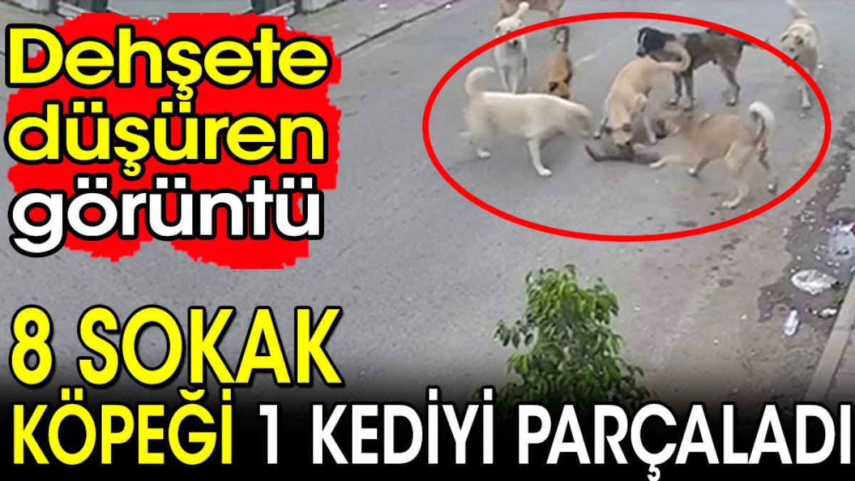 Hatay'da 8 sokak köpeği 1 kediyi parçaladı. Dehşete düşüren görüntü