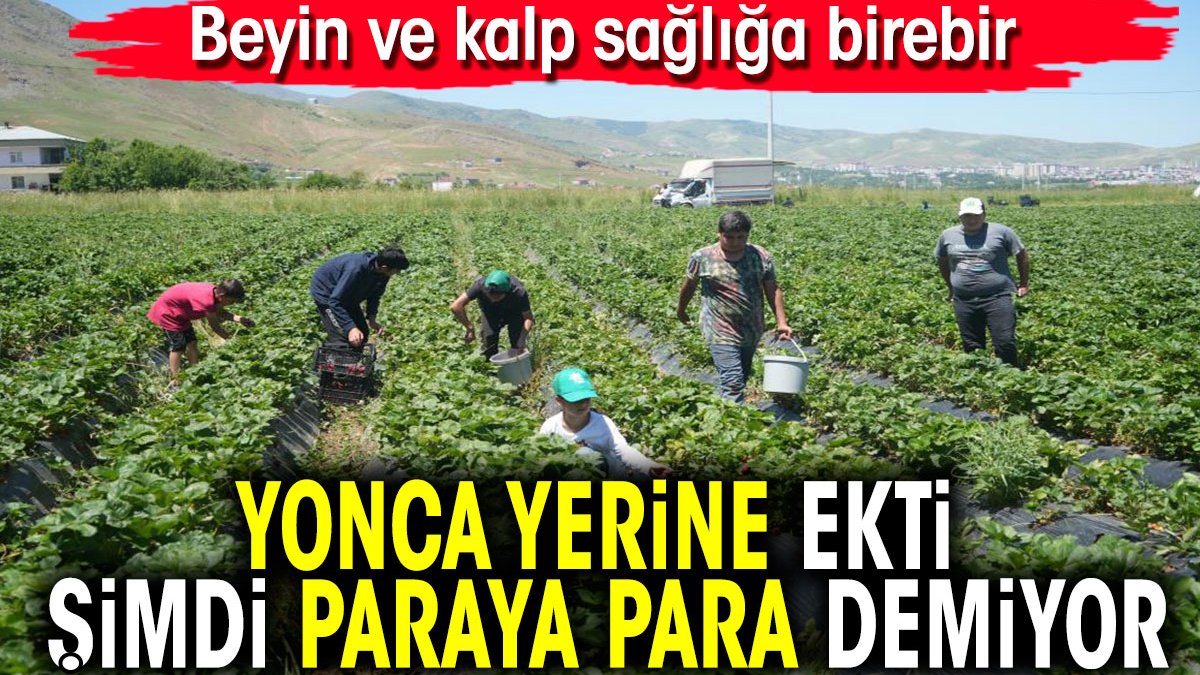 Yonca yerine ekti şimdi paraya para demiyor. Beyin ve kalp sağlığa birebir