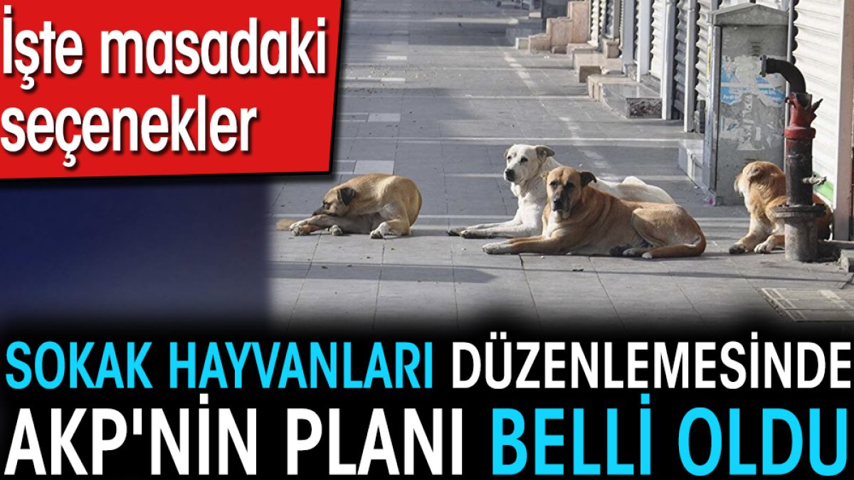 Sokak hayvanları düzenlemesinde AKP'nin planı belli oldu. İşte masadaki seçenekler