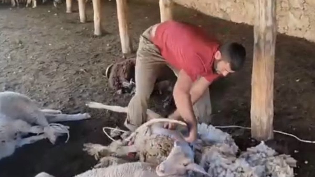 Alanya’da Geleneksel Koyun Kırkma Etkinliği başladı