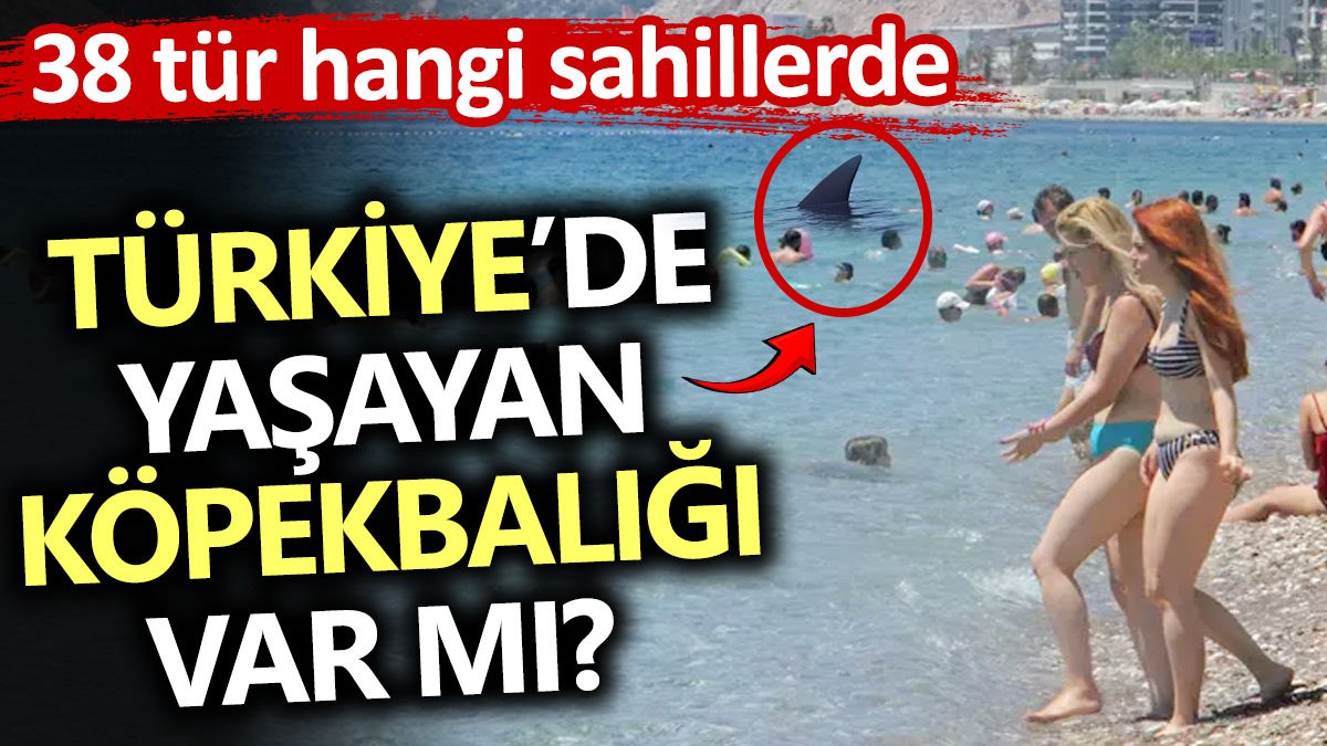 Türkiye’de yaşayan köpekbalığı var mı? 38 tür hangi sahillerde