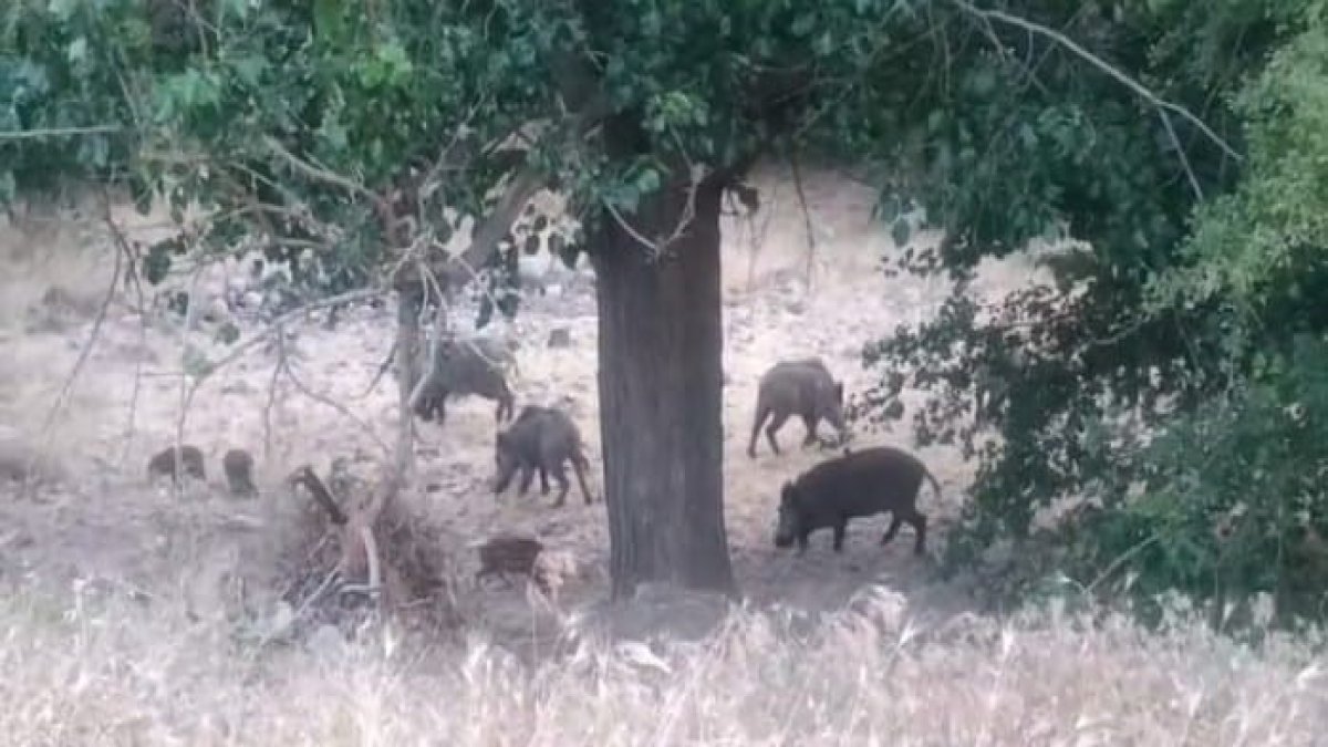 Malatya Arapgir'de yiyecek arayan domuz sürüsü görüntülendi