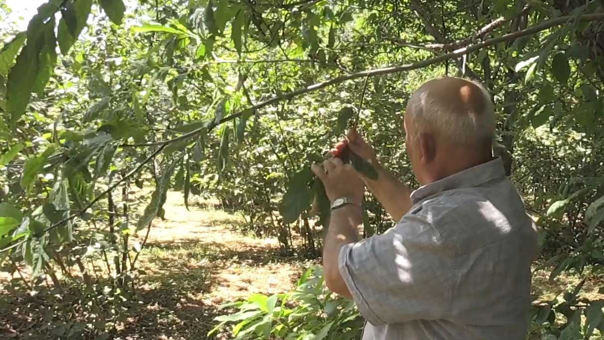 Hasat eylül ayında başlayacak. 400 ton rekolte bekleniyor