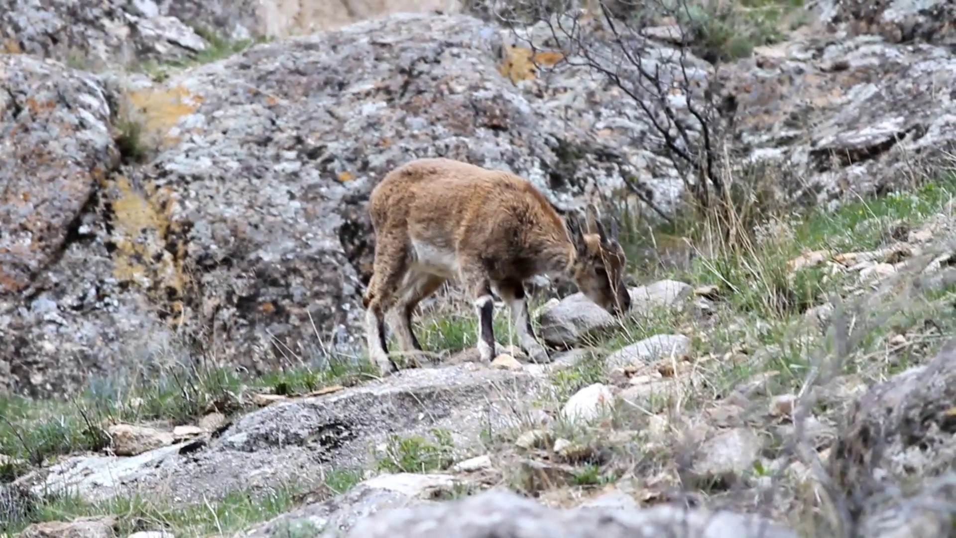 Erzurum'da görüldüler