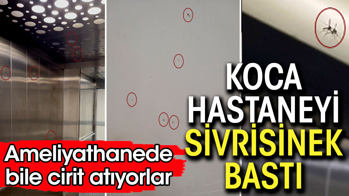 Koca hastaneyi sivrisinek bastı. Ameliyathanede bile cirit atıyorlar