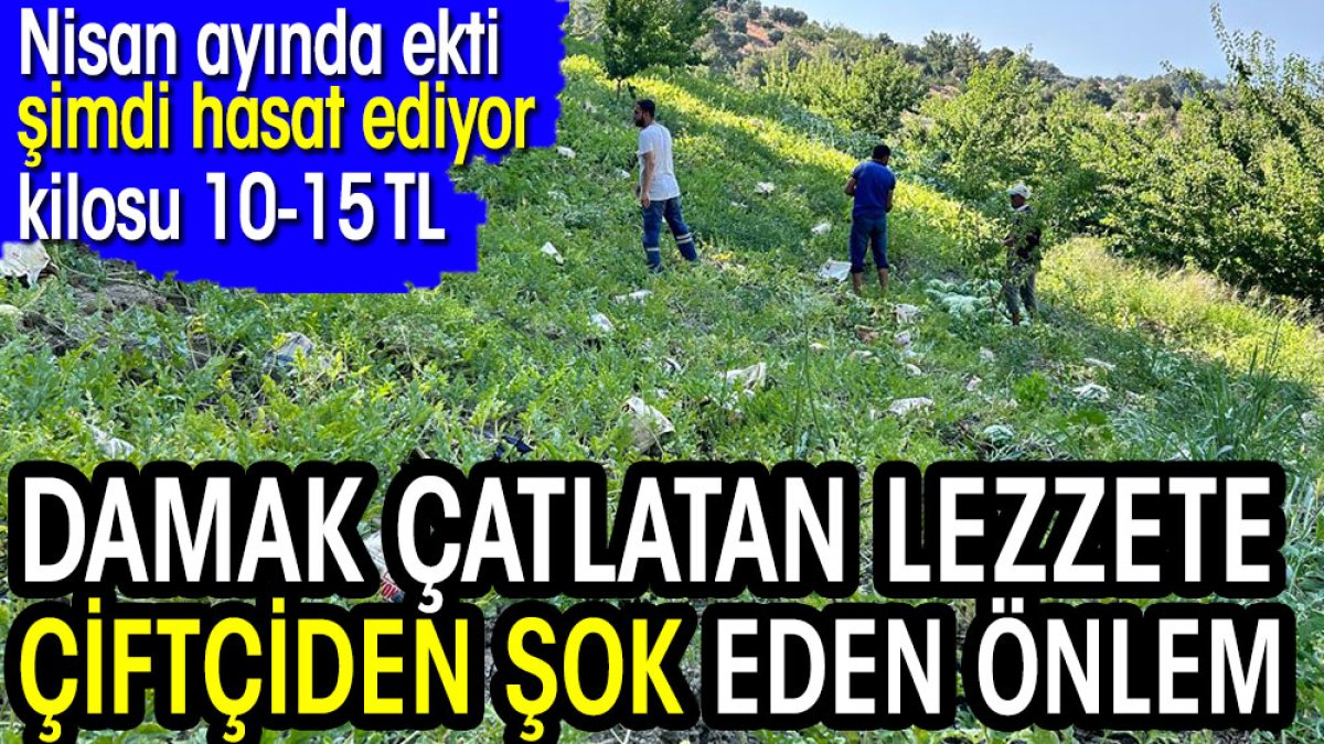 Tarladaki damak çatlatan lezzete çiftçiden şok eden önlem. Kilosu 10-15 TL