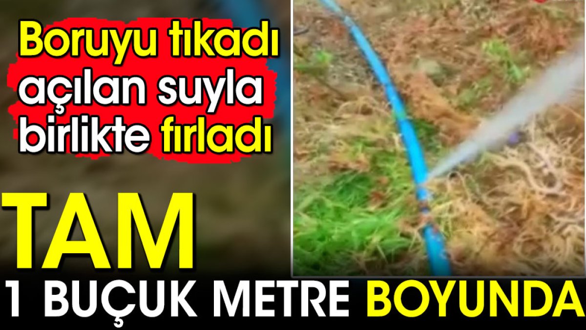 Boruyu tıkadı açılan suyla birlikte fırladı! Tam 1 buçuk metre boyunda