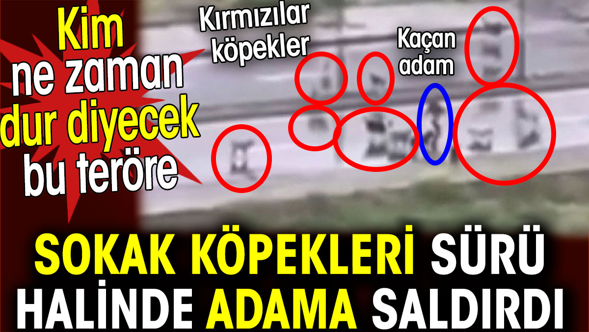 Sokak köpekleri sürü halinde adama saldırdı. Kim ne zaman dur diyecek bu teröre