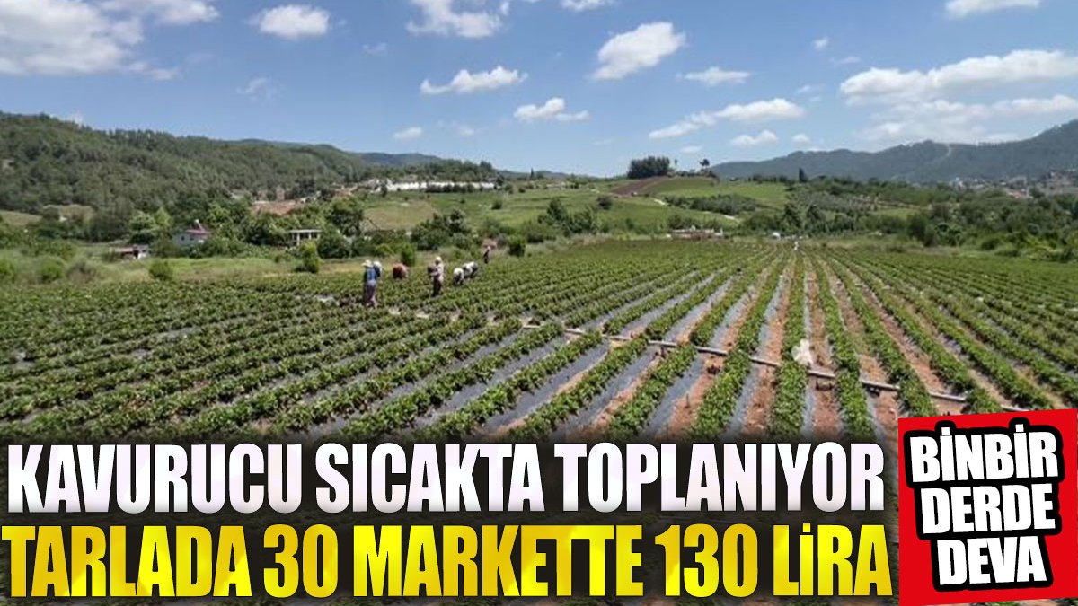 Binbir derde deva! Kavurucu sıcakta toplanıyor. Tarlada 30 markette 130 TL