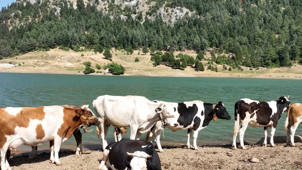 Kahramanmaraş'ta sıcaktan bunalan inekler gölette serinledi