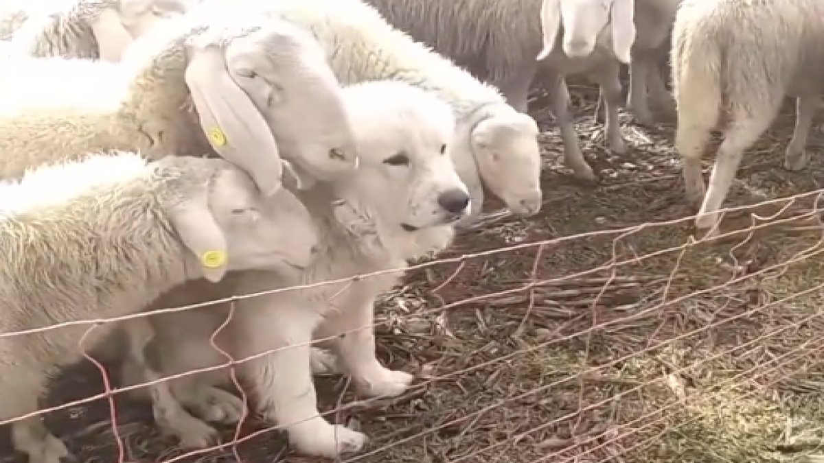 Koyun sürüsüne karışan köpek izleyenleri güldürdü