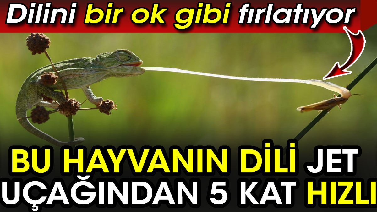 Bukalemun dilinin jet uçağından 5 kat hızlı biliyor muydunuz?