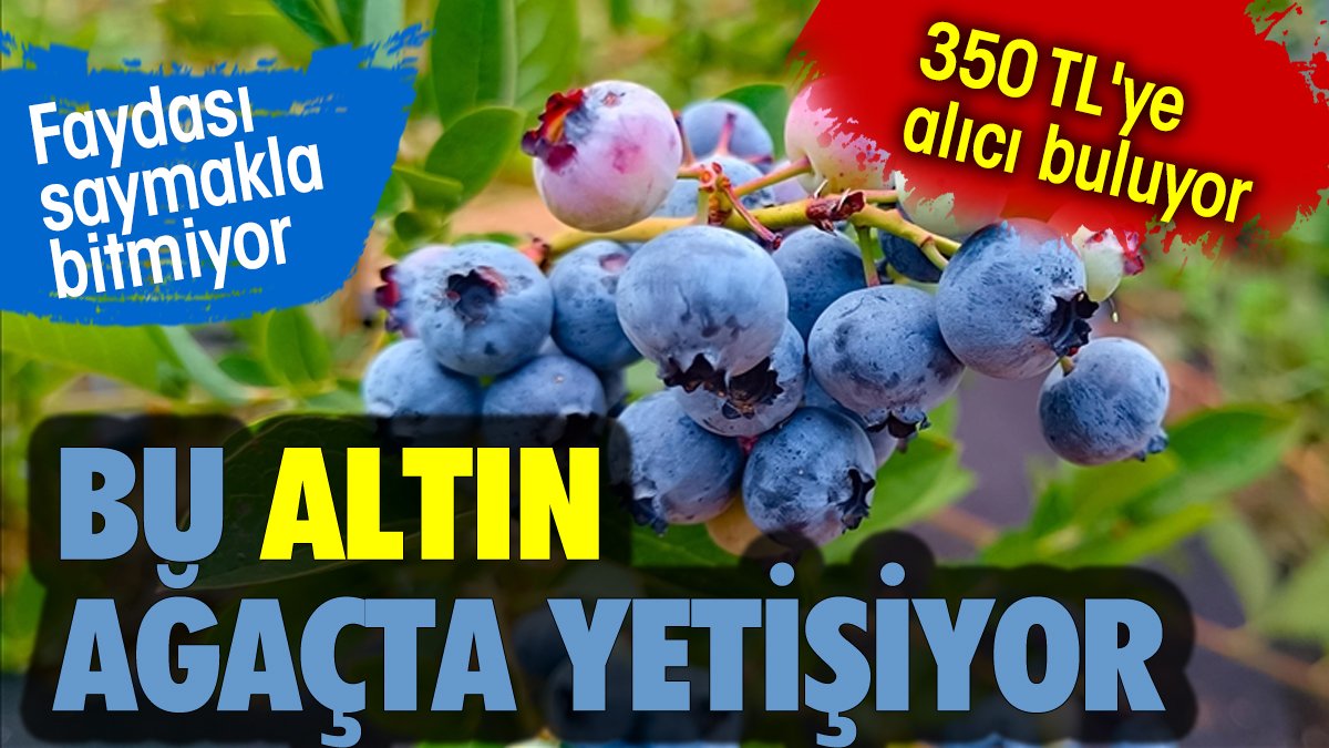 Bu altın ağaçta yetişiyor. 350 TL'ye alıcı buluyor. Faydası saymakla bitmiyor