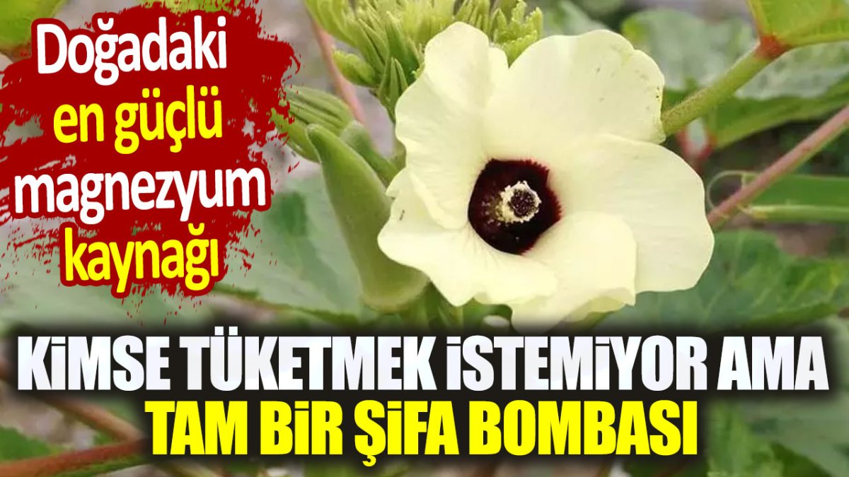 Doğadaki en güçlü magnezyum kaynağı. Kimse tüketmek istemiyor ama tam bir şifa bombası