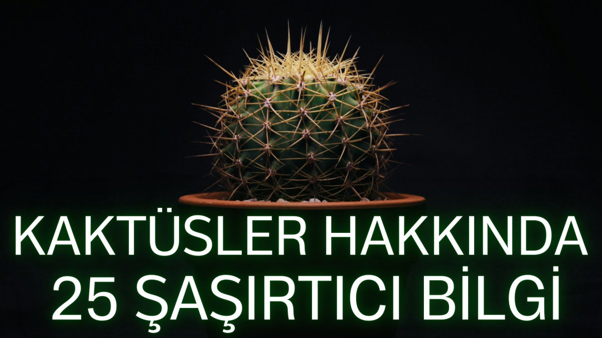 Kaktüsler hakkında 25 şaşırtıcı bilgi