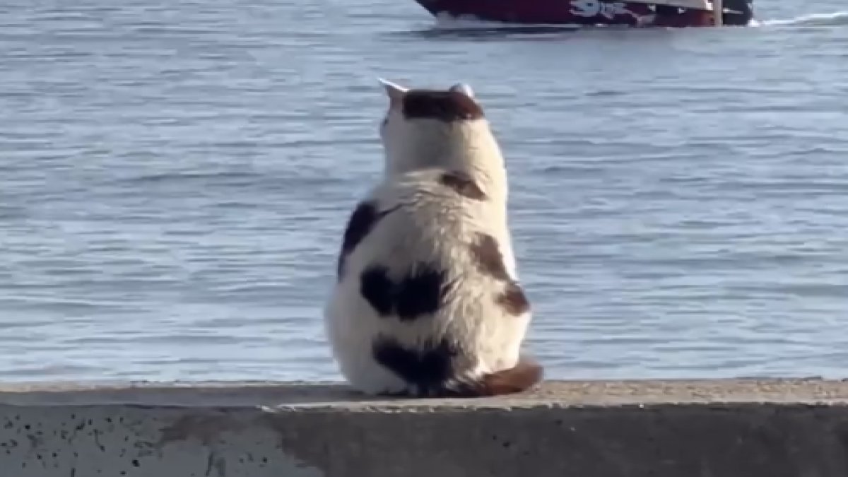 Kadıköy'de deniz seyreden kedi