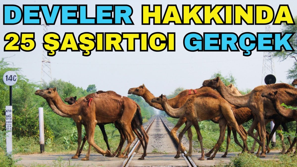 Develer hakkında 25 şaşırtıcı gerçek